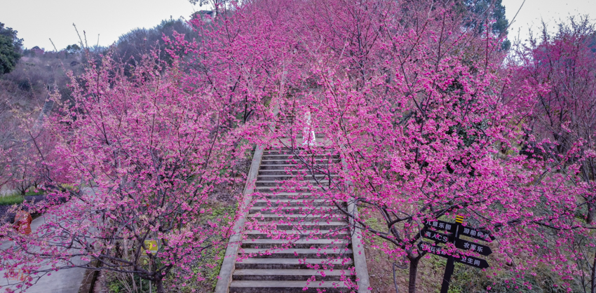 【江陽(yáng)hjp】丹林櫻花谷早櫻大面積盛開(kāi)、盛開(kāi)的櫻花歡迎你